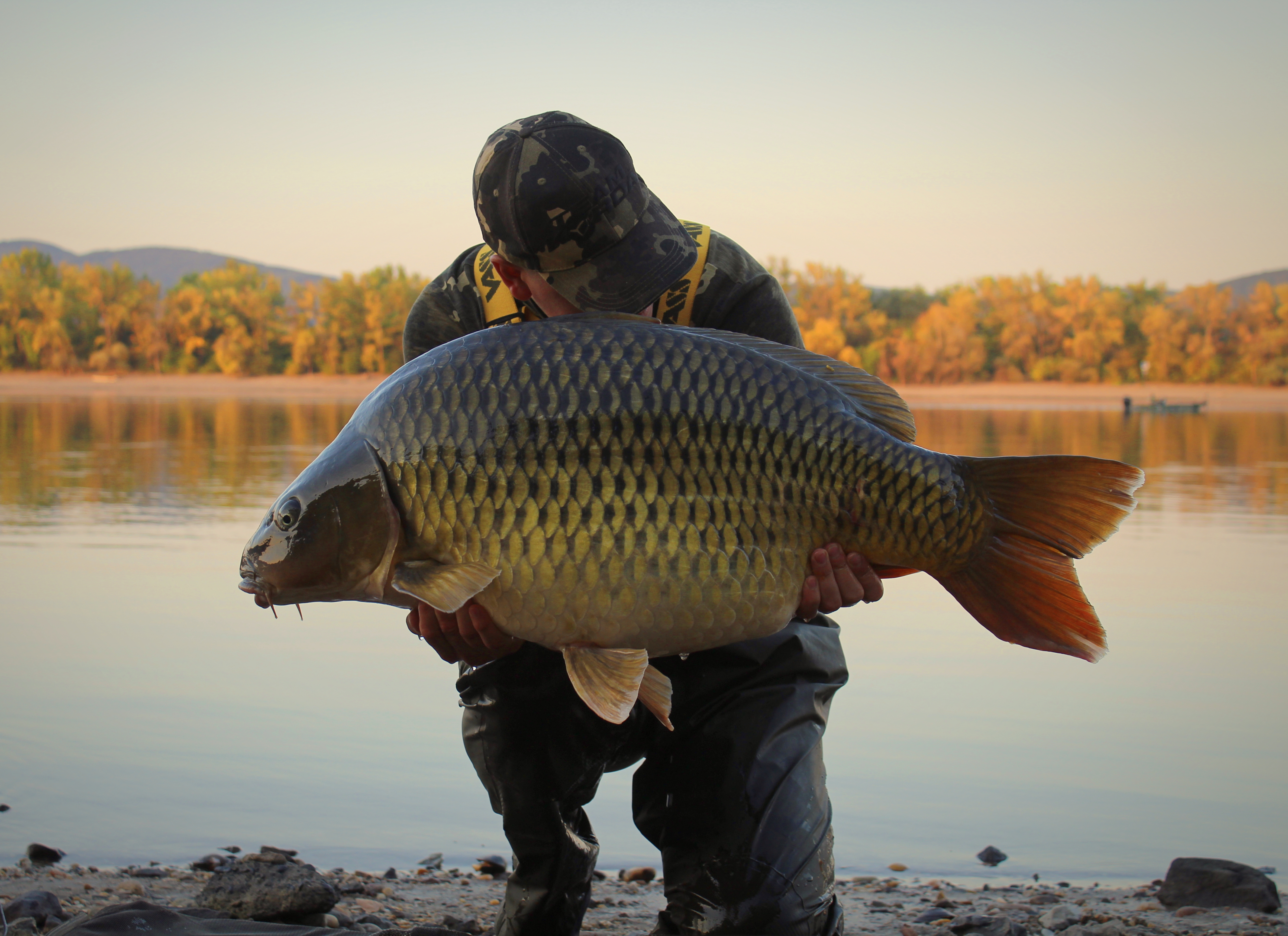 Elsőre az élő Dunán: 20 kg-os álomponty!